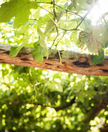 A grapevine