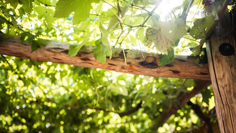 Tenuta vini