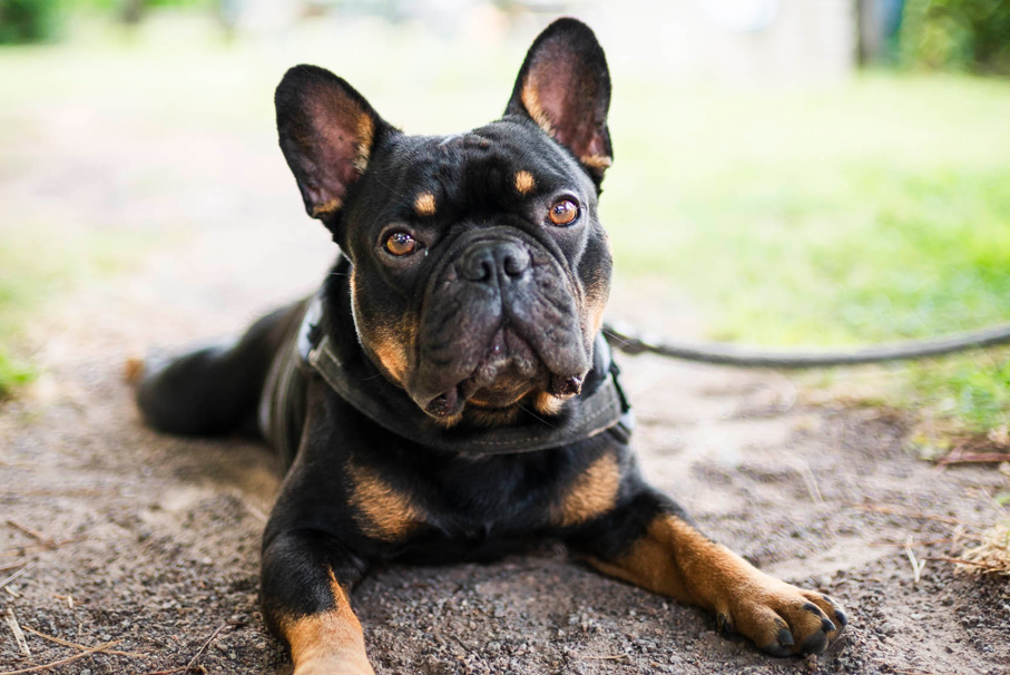 Ein Hund