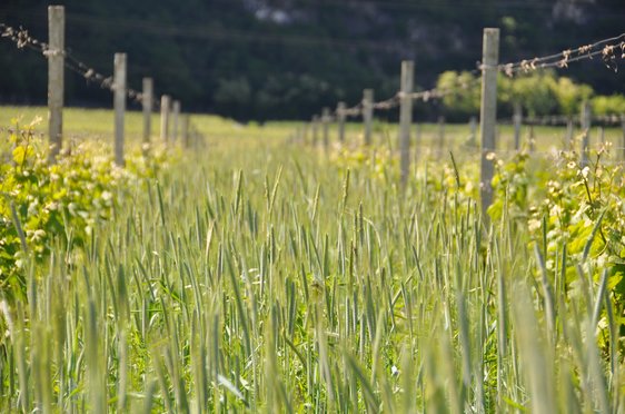 Weingut